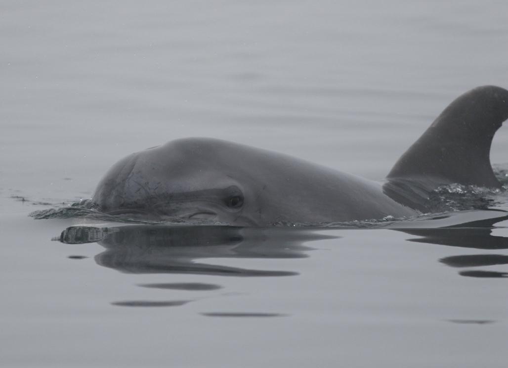 Staranzano, un delfino nuota sereno tra le acque dell'Isola della Cona